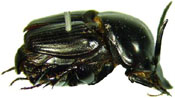 onthophagus